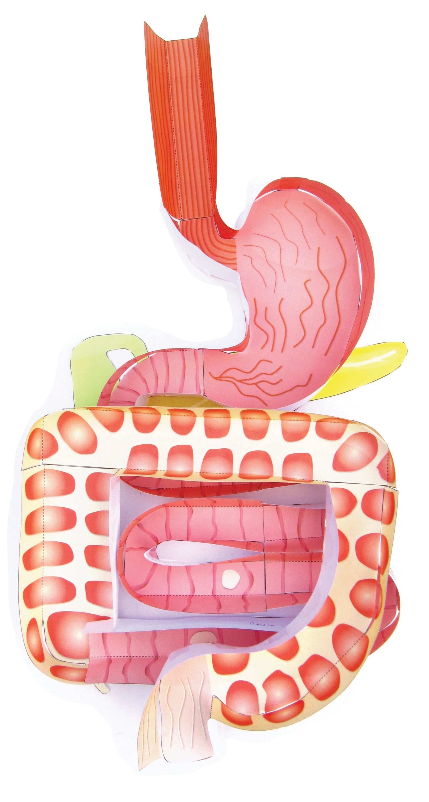 Digestive System—NewPath 3-D Model Kit
