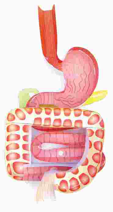 Digestive System—NewPath 3-D Model Kit