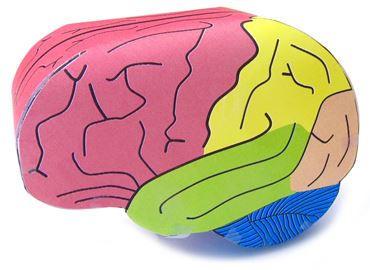 Human Brain—NewPath 3-D Model Kit