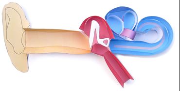 Human Ear—NewPath 3-D Model Kit