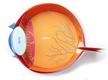 Human Eye—NewPath 3-D Model Kit