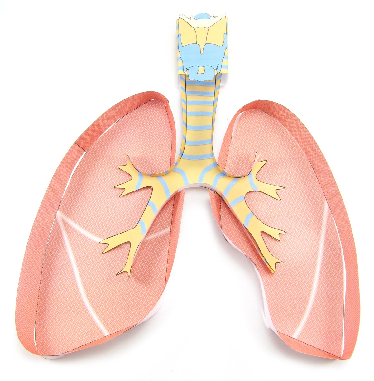 Lungs—NewPath 3-D Model Kit