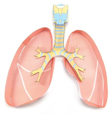 Lungs—NewPath 3-D Model Kit