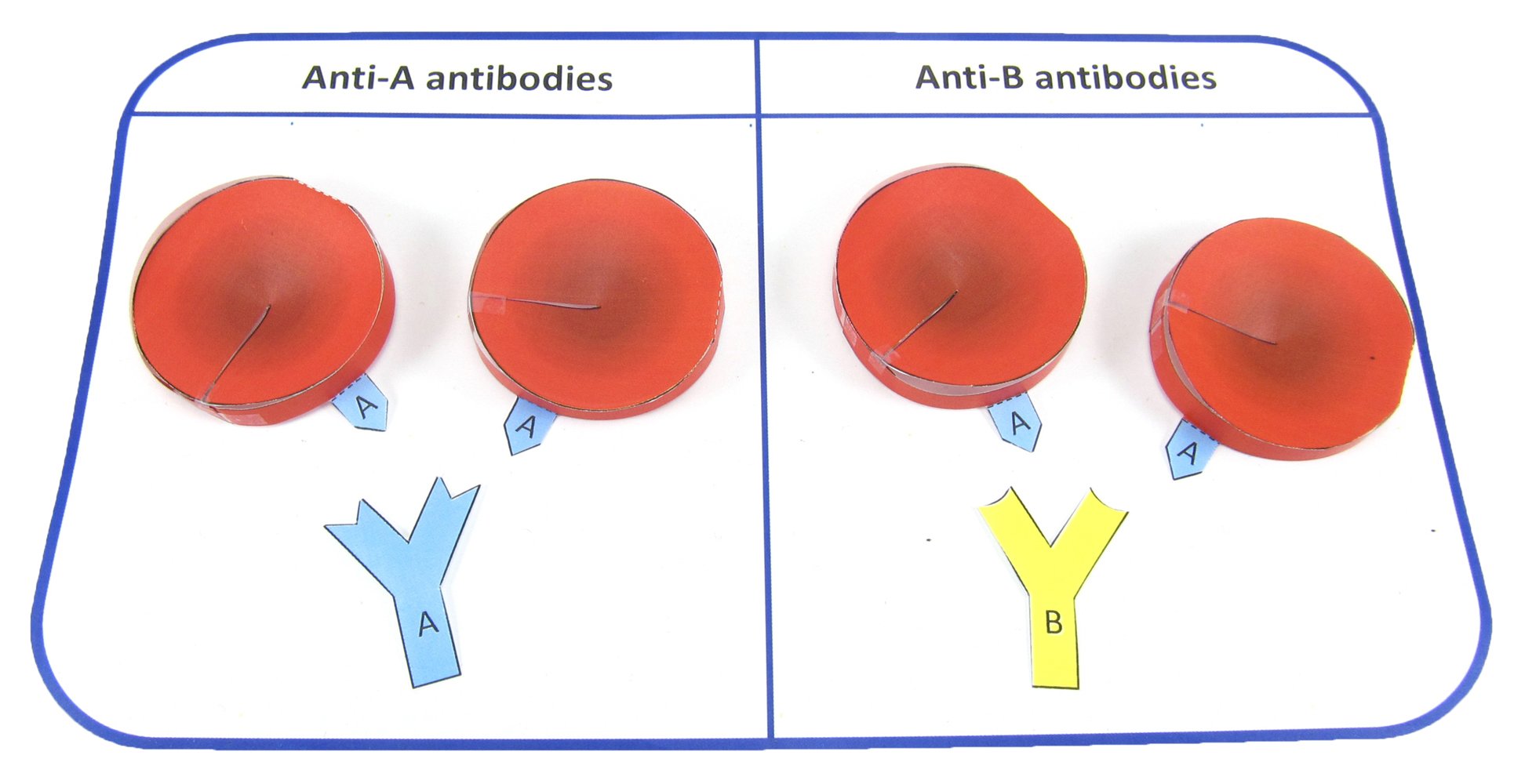 Blood Type Testing—NewPath 3-D Model Kit