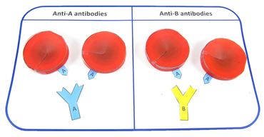 Blood Type Testing—NewPath 3-D Model Kit