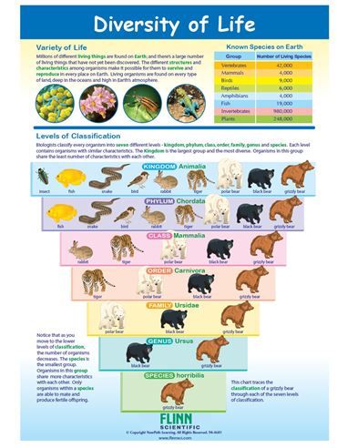 Diversity of Life—NewPath Visual Learning Guide