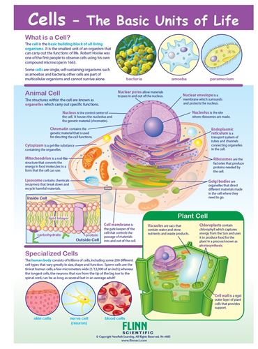 Cells - The Basic Units of Life—NewPath Visual Learning Guide