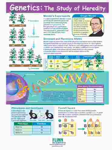 Genetics - The Study of Heredity—NewPath Visual Learning Guide