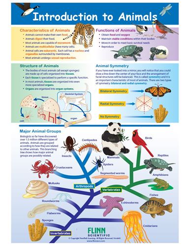 Introduction to Animals—NewPath Visual Learning Guide