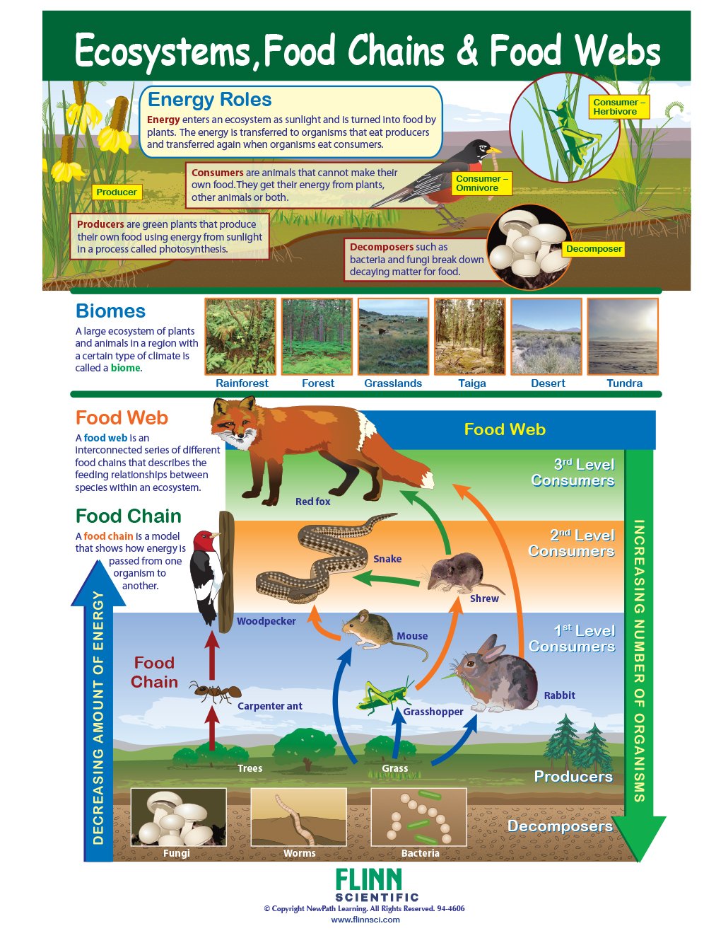 Ecosystems Food Chains Food WebsNewPath Visual Learning Guide Set Biology Diagrams