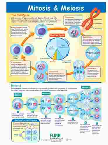 Mitosis & Meiosis—NewPath Visual Learning Guide