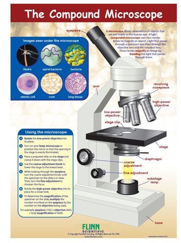 The Compound Microscope—NewPath Visual Learning Guide