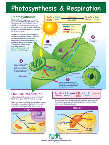 Photosynthesis & Respiration—NewPath Visual Learning Guide