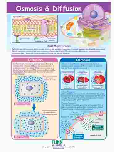 Osmosis & Diffusion—NewPath Visual Learning Guide