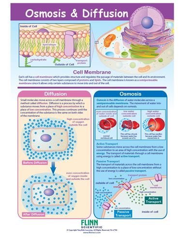 Osmosis & Diffusion—NewPath Visual Learning Guide