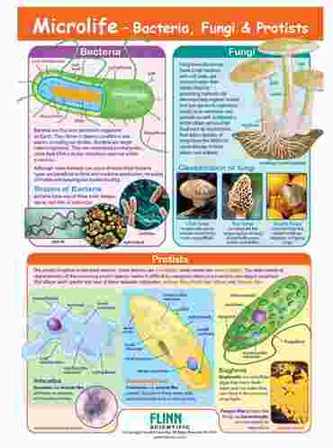 Microlife - Bacteria, Fungi & Protists—NewPath Visual Learning Guide