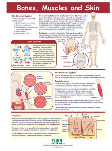 Bones, Muscles & Skin—NewPath Visual Learning Guide