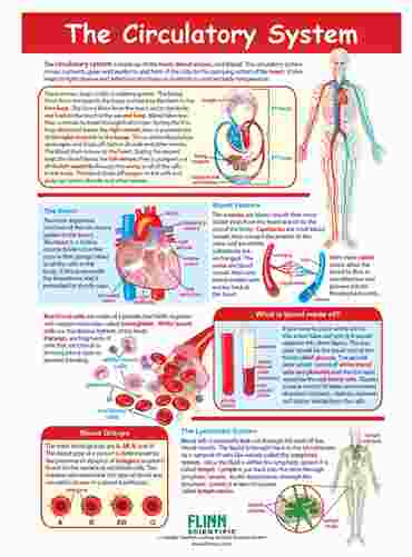 The Circulatory System—NewPath Visual Learning Guide