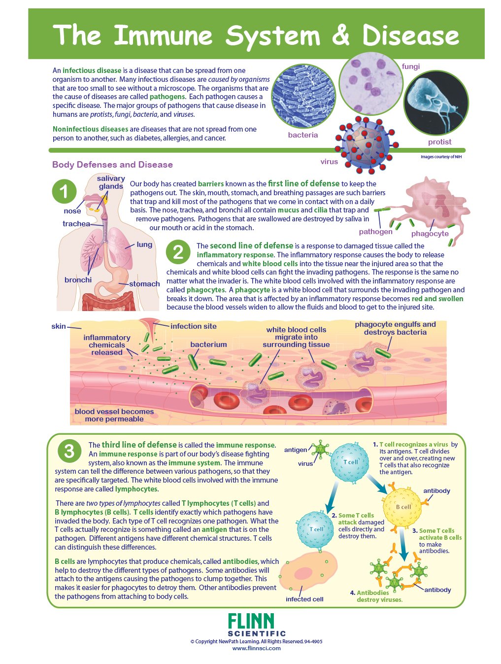 The Immune System—NewPath Visual Learning Guide, Set of 10 | Flinn ...