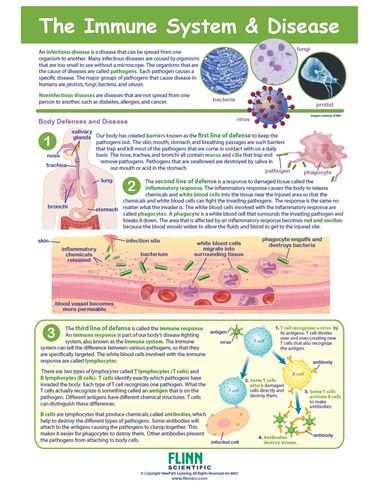 The Immune System—NewPath Visual Learning Guide
