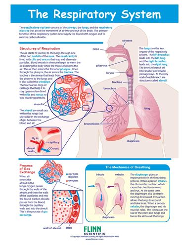 The Respiratory System—NewPath Visual Learning Guide