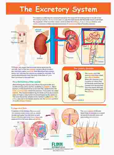 The Excretory System—NewPath Visual Learning Guide