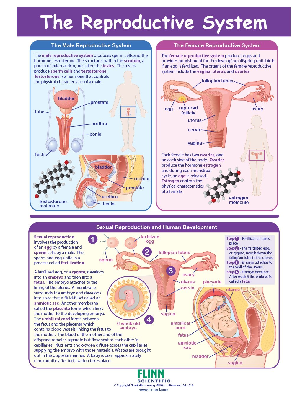 The Reproductive System—NewPath Visual Learning Guide