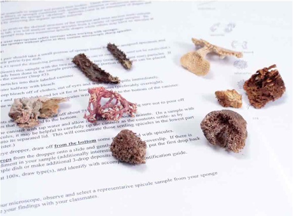 Sponge Spicule Lab