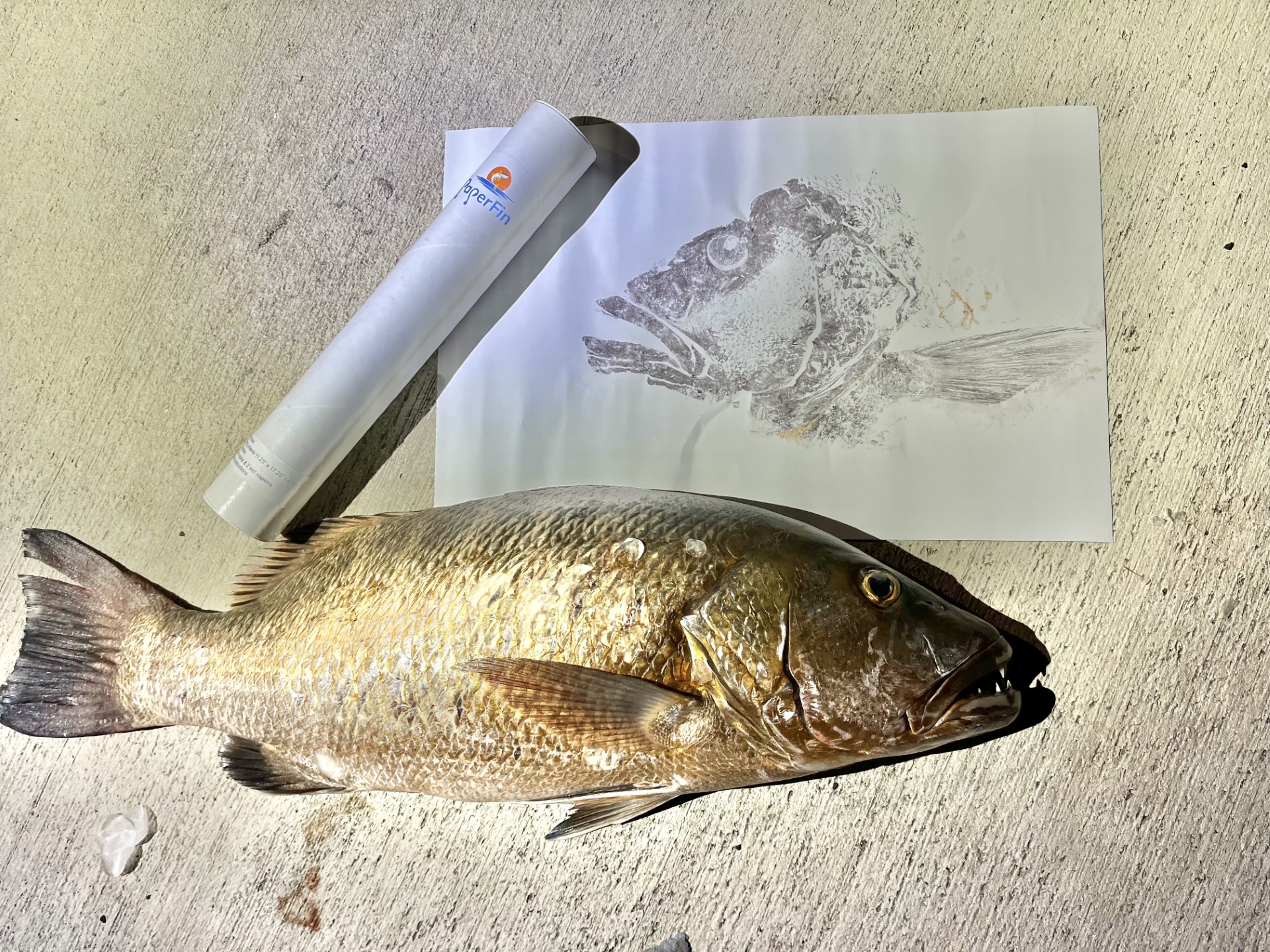 PaperFin Printing Essentials Kit