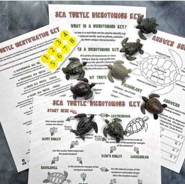 Turtle Dichotomous Key activity