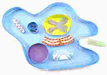 Amoeba - NewPath Science 3-D Model Kit