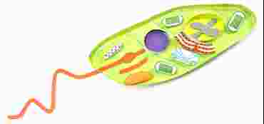 Euglena - NewPath Science 3-D Model Kit
