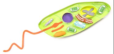 Euglena - NewPath Science 3-D Model Kit