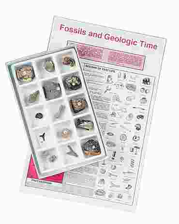 Introductory Classroom Fossil Collection for Geology