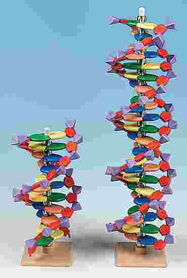 DNA Molecular Model Set (11-Tier) for Biology and Life Science