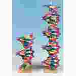 DNA Molecular Model Set (11-Tier) for Biology and Life Science