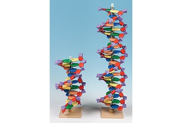 DNA Molecular Model Set (11-Tier) for Biology and Life Science