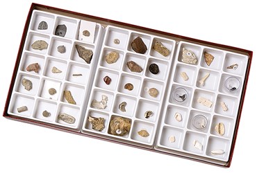 Stratigraphic Fossil Collection for Geology