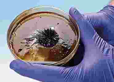 Ferrofluid Nanotechnology Chemistry Demonstration Kit