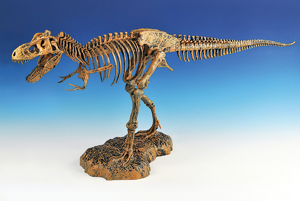 T Rex Skeleton T Rex Skeleton