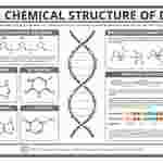Compound Interest™ The Chemical Structure of DNA Poster