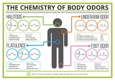 Compound Interest™ The Chemistry of Body Odors Poster