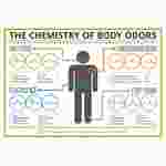 Compound Interest™ The Chemistry of Body Odors Poster