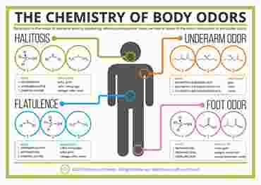 Compound Interest™ The Chemistry of Body Odors Poster