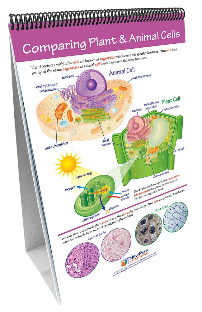 Chart Of Plant Cell And Animal Cell