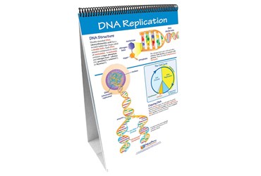 Mitosis: Cell Growth & Division—NewPath Science Flip Chart Set