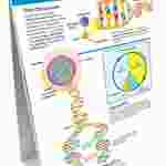 Mitosis: Cell Growth & Division—NewPath Science Flip Chart Set