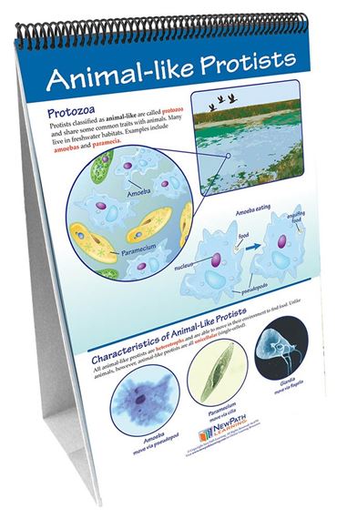 Protists: Pond Microlife—NewPath Science Flip Chart Set