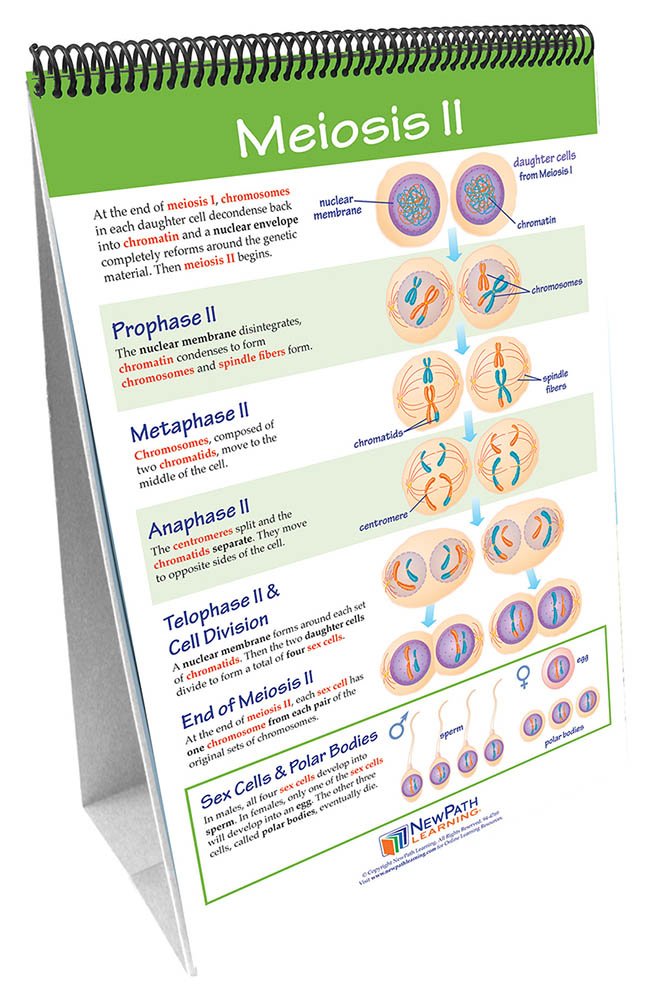 Meiosis Chart