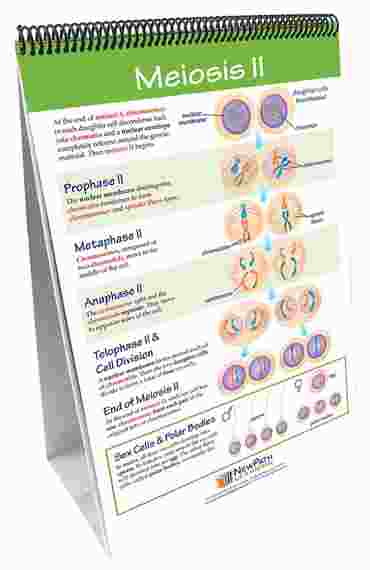 Meiosis: Creating Sex Cells—NewPath Science Flip Chart Set